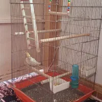 عروس لوتینو ماده