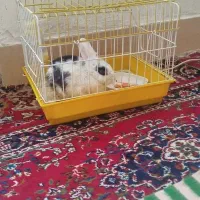 حیوان خانگی خرگوش