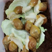 حلزون آلبینو مفت