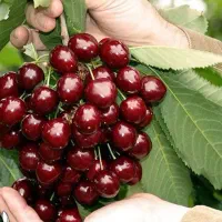 آغاز پیشفروش نهال گیلاس خوشه ای یکساله