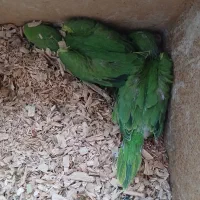 جوجه ملنگو سرلاکی پرورش خانگی
