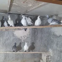 کبوتر پلاکی|پرنده|اردکان, |دیوار
