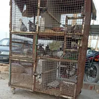قفس مرغ و کبوتر ۶تکه