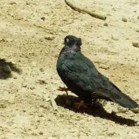 زاغ ابادانی با اشعل سرخ
