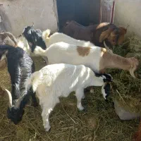 ۹عدد کره نر شیک وزن حدود ۲۵ کیلو