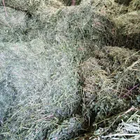 یونجه کردستان در لاهیجان|اسب و تجهیزات اسب‌سواری|رودبنه, |دیوار