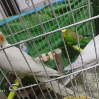 عروس هلندی