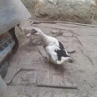 غاز|حیوانات مزرعه|مشهد, بهمن|دیوار