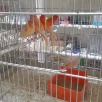 ردو برفکی رسمی