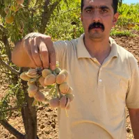 فروش نهال بادام درجه یک|خدمات باغبانی و درختکاری|مرند, |دیوار