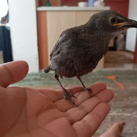 یک جوجه مرغ مینا گم شده