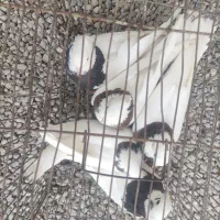 طوقی|پرنده|بندرعباس, |دیوار