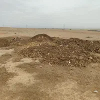 کود گاوی
