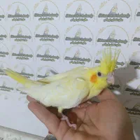 عروس هلندی سرلاکی نرم خور دونخوراهلی کوتوله برزیلی