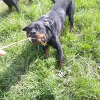 روتوایلر نرو ماده|سگ|تالش, جوکندان|دیوار