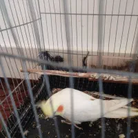 عروس هلندی کاملا دستی و آواز خوان|پرنده|مینودشت, |دیوار