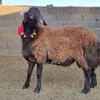 قوچ و بره قوچ گل چین شده|حیوانات مزرعه|اصفهان, براآن شمالی|دیوار