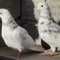 کفتر تهرانی