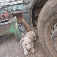 سگ پاکوتا|سگ|نیشابور, گنبد سبز|دیوار