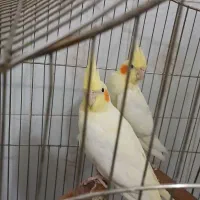 جفت مولد لوتینو دانسته|پرنده|شاهرود, |دیوار