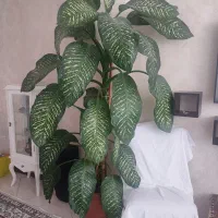 گل دیفن باخیا