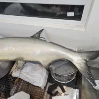 ماهی فایبرگلس