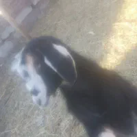 بز، نر و ماده|حیوانات مزرعه|بناب, |دیوار