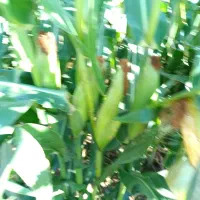 ذرت علوفه‌ای|حیوانات مزرعه|صومعه‌سرا, |دیوار