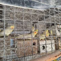 10عدد طوطی عروس لوتینو خال زرد یکجا باهم 7تمن