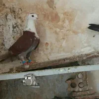 کفتر پرشی کلاغ طوقی سرخ سبز سینه کله سار جوجه|پرنده|مشهد, طبرسی شمالی|دیوار