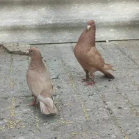 کفتر|پرنده|مشهد, مصلی (کارمندان اول)|دیوار