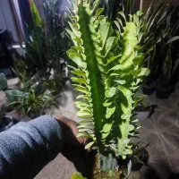 افوربیا ۴۰|گل و گیاه طبیعی|اصفهان, شاه پسند|دیوار