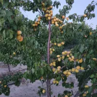 باغبانی نگهبانی
