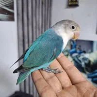 طوطی کوتوله برزیلی رنگ خاص