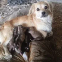 گمشده