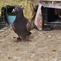 یک عدد کبوتر نر قورگی