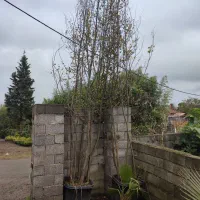 درخت آهن یا انجیلی|گل و گیاه طبیعی|چابکسر, |دیوار