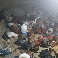 ۷۰ تا مرغ وخروس سالم وسرحال روستای چوتاش