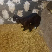 بزغاله|حیوانات مزرعه|نورآباد, |دیوار