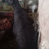 فروش میش قره قیزیل شجره دار