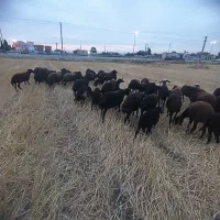 فروش گوسفند