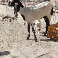 بز شیری|حیوانات مزرعه|لالجین, |دیوار