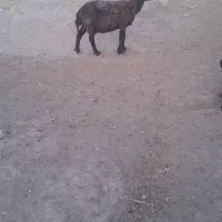 حیوانات مزرعه