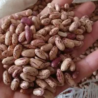ارزانکده حبوبات