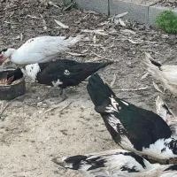 فروش اردک اسراییلی|حیوانات مزرعه|چالوس, |دیوار