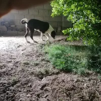 توله سگ 6 ماهه قدرجونی