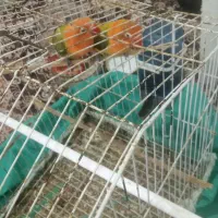 یه جفت طوطی برزیلی یوینگ گولد ۱ساله|پرنده|باوی, |دیوار