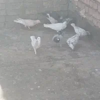 ۱۱عدداتم زدخوردی قلدور