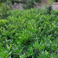 گل یاس هلندی سطل ۱۰|گل و گیاه طبیعی|رحیم‌آباد, |دیوار