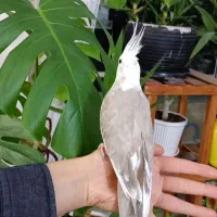 عروس هلندی ماده وفنچ نر